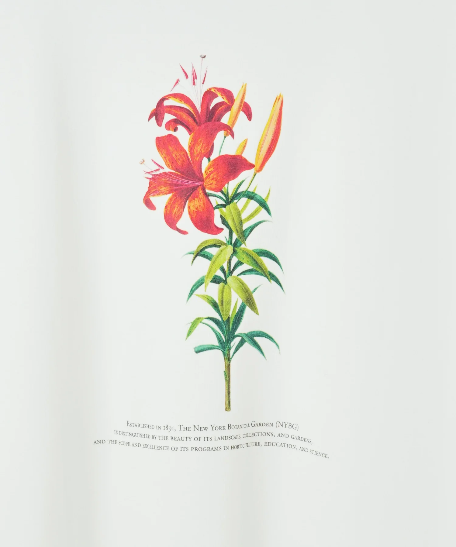 NYBG|別注グラフィックT - Image 37
