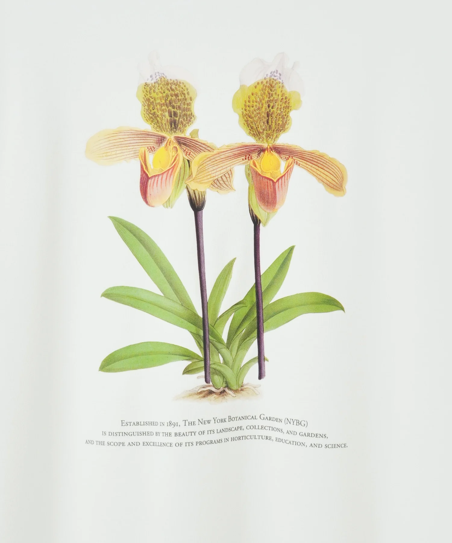 NYBG|別注グラフィックT - Image 43